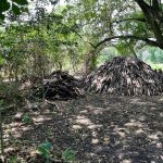 Talan 182 árboles en bosque seco tropical y capturan a tres personas