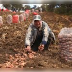 Campesinos de Fusagasugá reciben nuevas ayudas